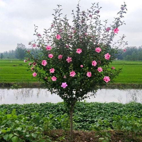 绿化苗木重瓣木槿树苗景观树花苗
