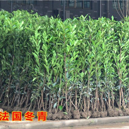 法国珊瑚四季常青围墙篱笆苗绿化