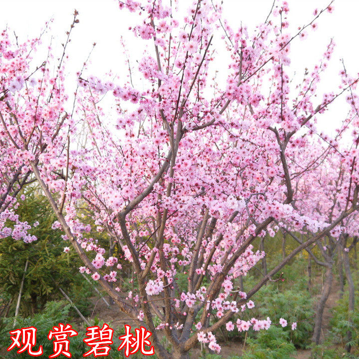 千叶观赏庭院绿化盆栽嫁接碧桃