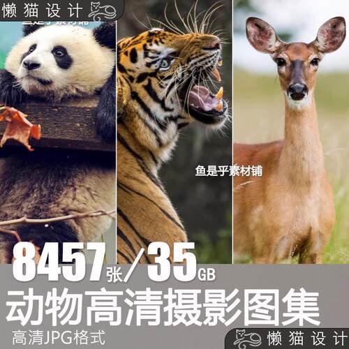 野生动物实拍照片摄影JPG高清写生图片杂志画册海报设计插画素材