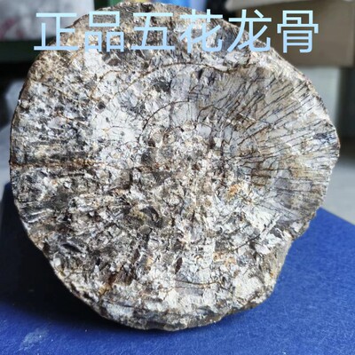 正宗野生五花龙骨安神化石生龙骨纯正五花龙骨龙齿