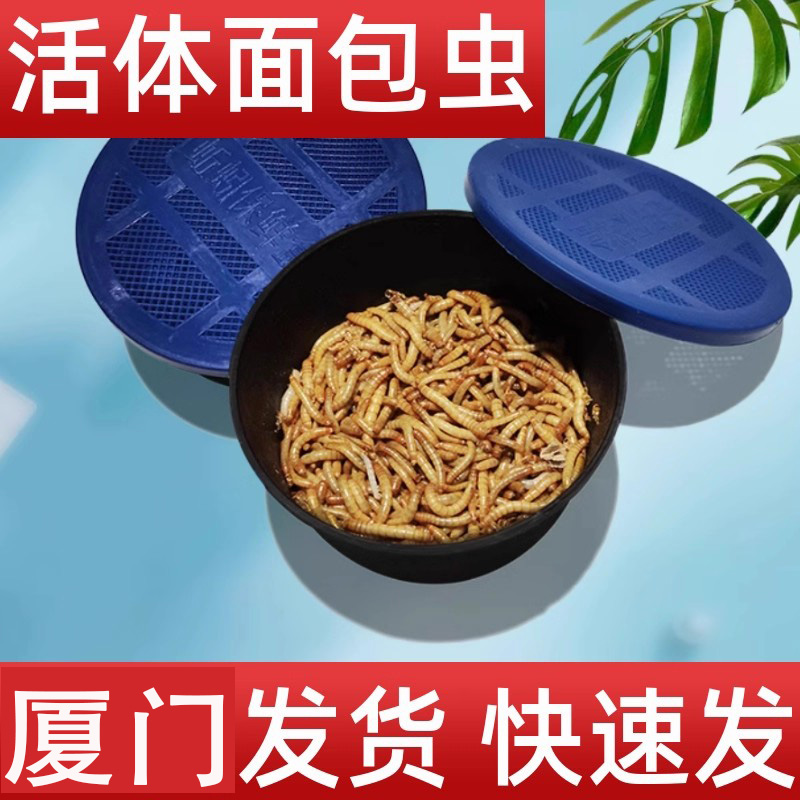 厦门面包虫活体黄粉虫活虫