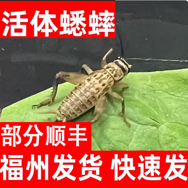 福州白蟋蟀活体杯装针头蟋蟀活体蛐蛐油葫芦龙鱼角蛙守宫鸟食顺丰,宠物/宠物食品及用品,蟋蟀/蝈蝈,淘宝优惠券,粉丝福利购,淘宝优惠卷