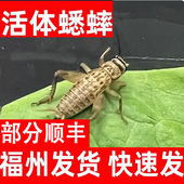 福州白蟋蟀活体杯装 针头蟋蟀活体蛐蛐油葫芦龙鱼角蛙守宫鸟食顺丰