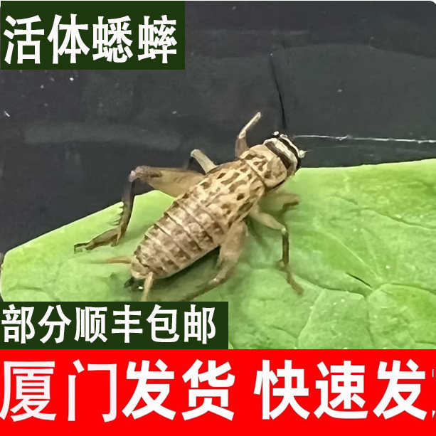 厦门白蟋蟀活体杯装针头蟋蟀活体蛐蛐油葫芦龙鱼角蛙守宫鸟食顺丰,宠物/宠物食品及用品,蟋蟀/蝈蝈,淘宝优惠券,粉丝福利购,淘宝优惠卷