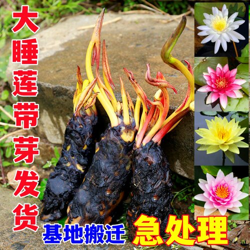 池塘大睡莲花鱼缸睡莲根块四季花卉盆栽水培植物庭院阳台睡莲花苗