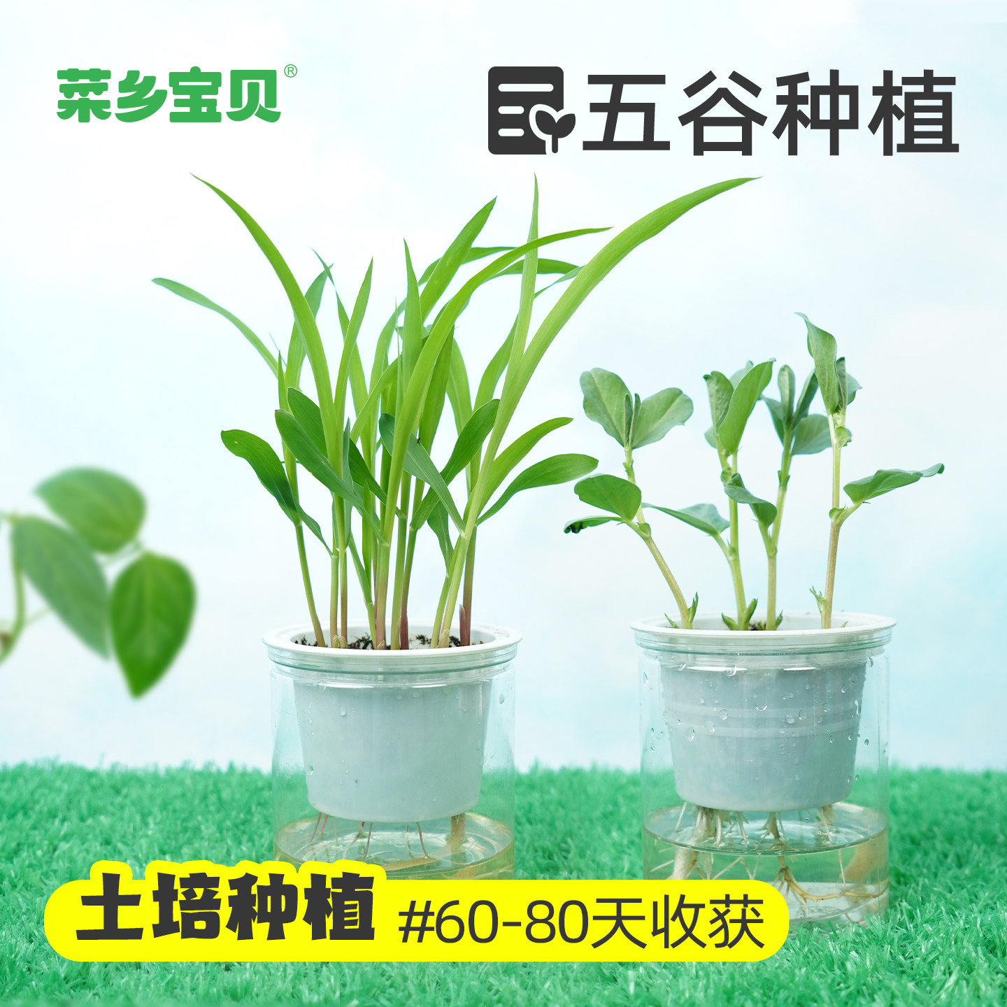 豆类土培种植自然角儿童科学实验教具植物生长全路径透明观察记录,鲜花速递/花卉仿真/绿植园艺,绿植,淘宝优惠券,粉丝福利购,淘宝优惠卷