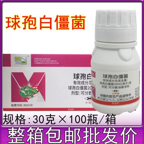 百农思达 球孢白僵菌200亿孢子悬浮剂 小菜蛾玉米螟农药杀虫剂