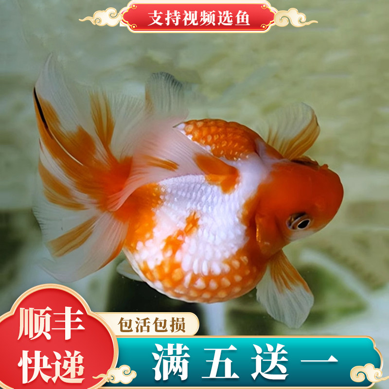 买三送一精品鼠头珍珠金鱼