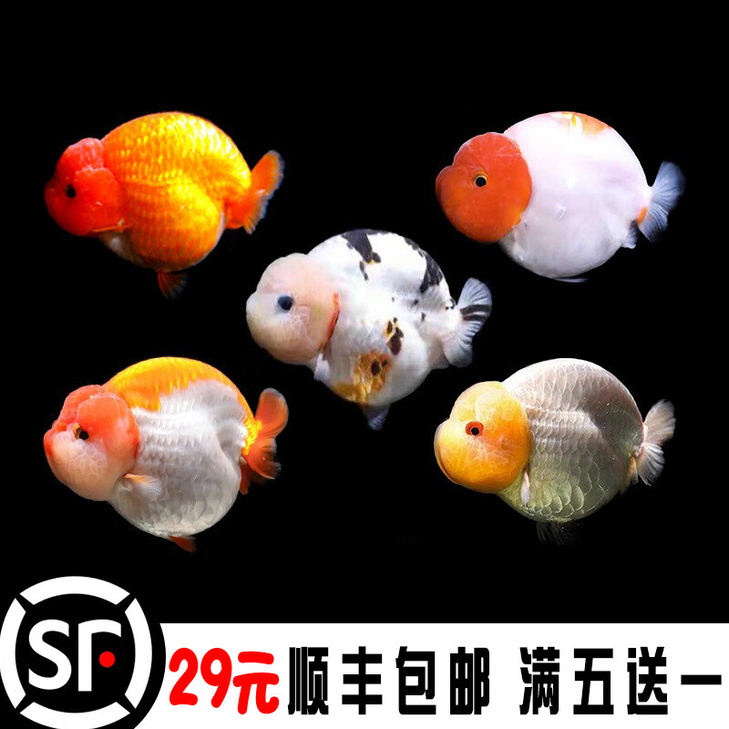 兰寿金鱼非精品鱼苗小苗玉兔黑练手兰寿鱼百褶泰狮活鱼蝶尾观赏鱼图片