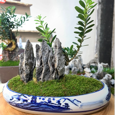 青龙石小块绿植鱼缸内饰造景摆件苔藓微景观盆景桌面植物小盆栽