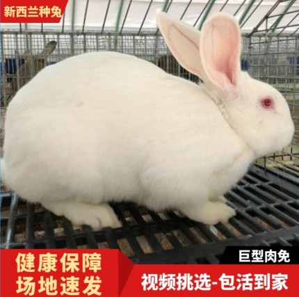 新西兰白兔活体 大型肉兔种苗 农家散养可繁殖健康发货