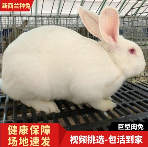 新西兰成年种兔活体繁殖怀孕