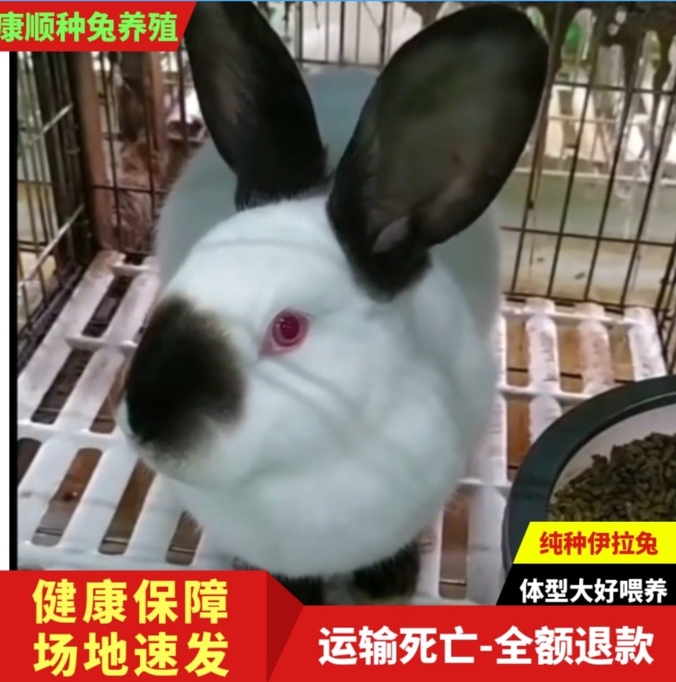 伊拉兔活体八点活物一对大型