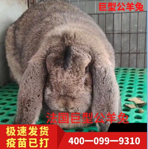 公羊兔活体宠物大型纯种