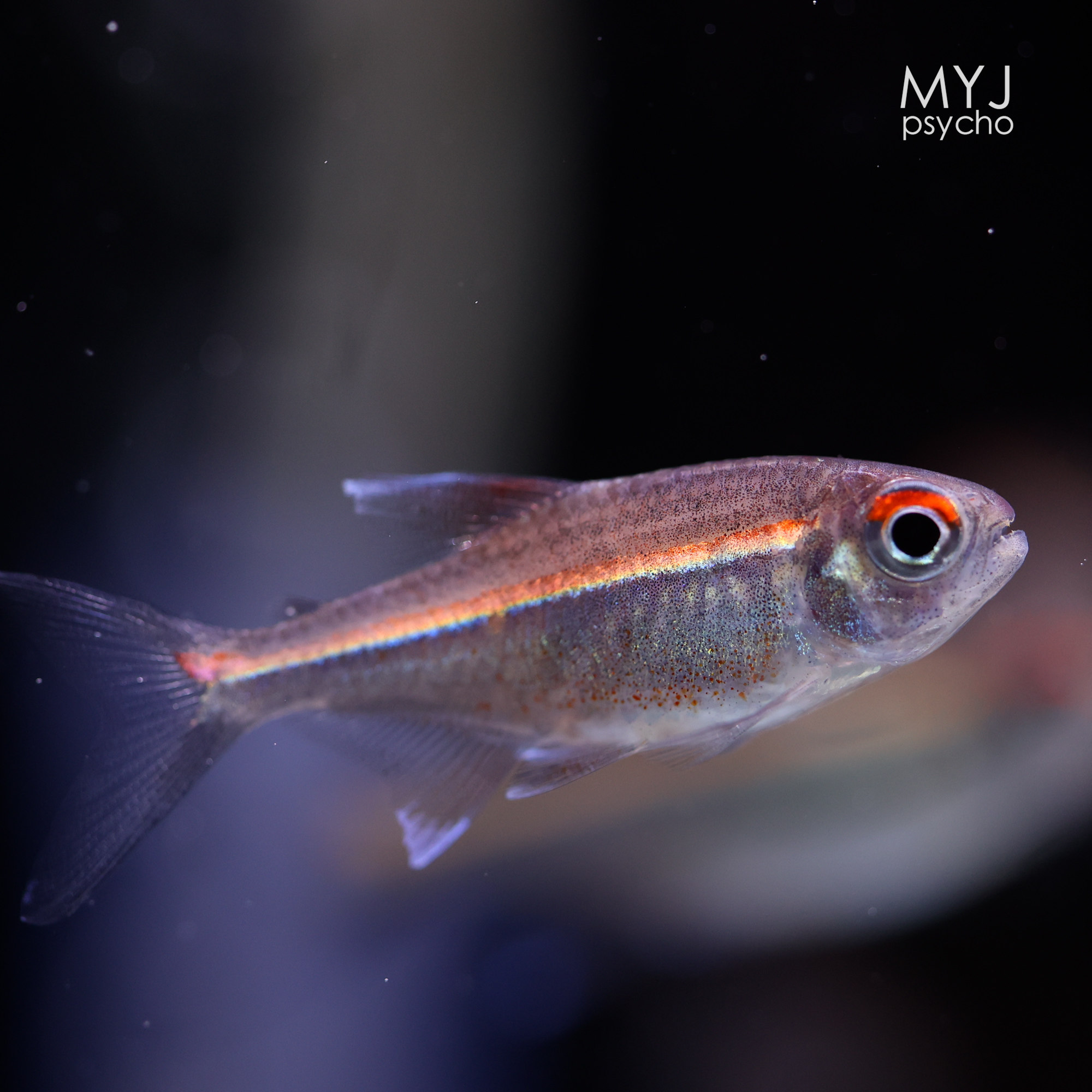 南美中小型观赏鱼 粉红霓虹 【梦游家水族】