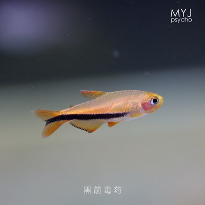 南美小型观赏鱼 超级毒药 黄毒药 黑剑毒药灯鱼 【梦游家水族】