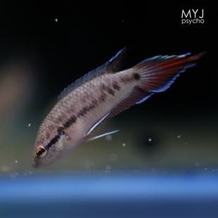 东南亚小型观赏鱼- 红矛尾天堂鸟（人工） 【梦游家水族】