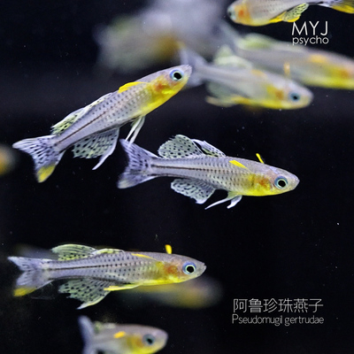 阿鲁珍珠燕子/橘色珍珠燕子/黄金血叉尾燕子【梦游家水族】