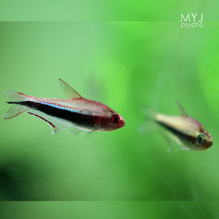 南美小型观赏鱼-彩虹帝王【梦游家水族】