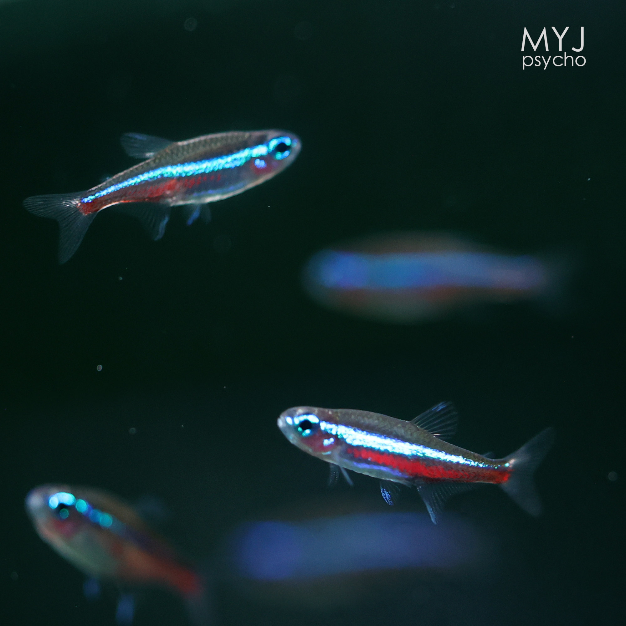 南美小型观赏鱼-绿莲灯 【梦游家水族】