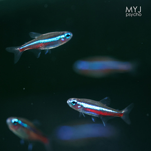 南美小型观赏鱼-绿莲灯 【梦游家水族】