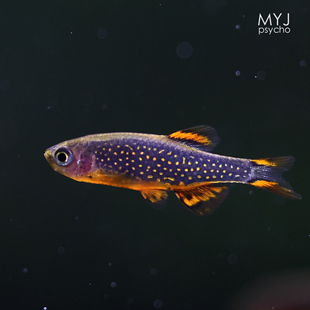 东南亚小型观赏鱼- 火翅金钻 【梦游家水族】