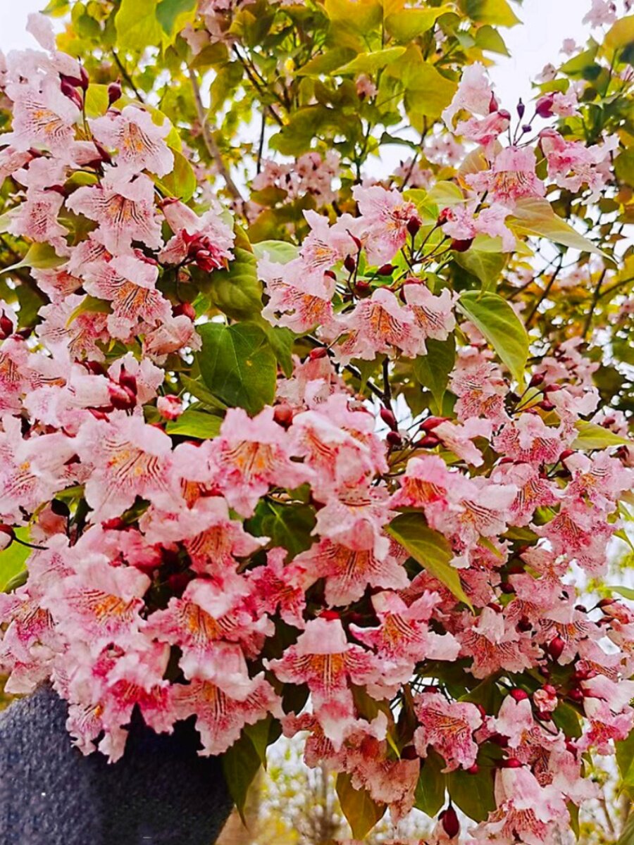 楸树花楸梓树金丝粉红花园树鹅掌苗紫花粉色室外庭院风景正宗耐寒
