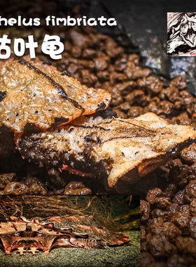 [龟农]黑玛塔枯叶龟马塔龟热带观赏龟可直播视频挑选