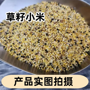 喂鸟碎小米鸟食碎米鸟粮草籽混合小米鸟食喂麻雀小型鹦鹉文鸟粮食