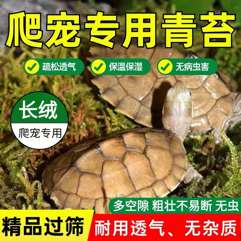 爬宠蜥蜴苔藓角蛙乌龟过冬眠青苔