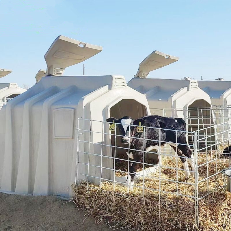 牛养牛场犊牛岛小牛保温犊牛屋