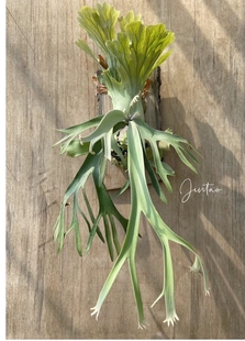 巴厘爪哇鹿角蕨 安爪鹿角蕨 板植热植 银白色系 爪哇鹿角蕨