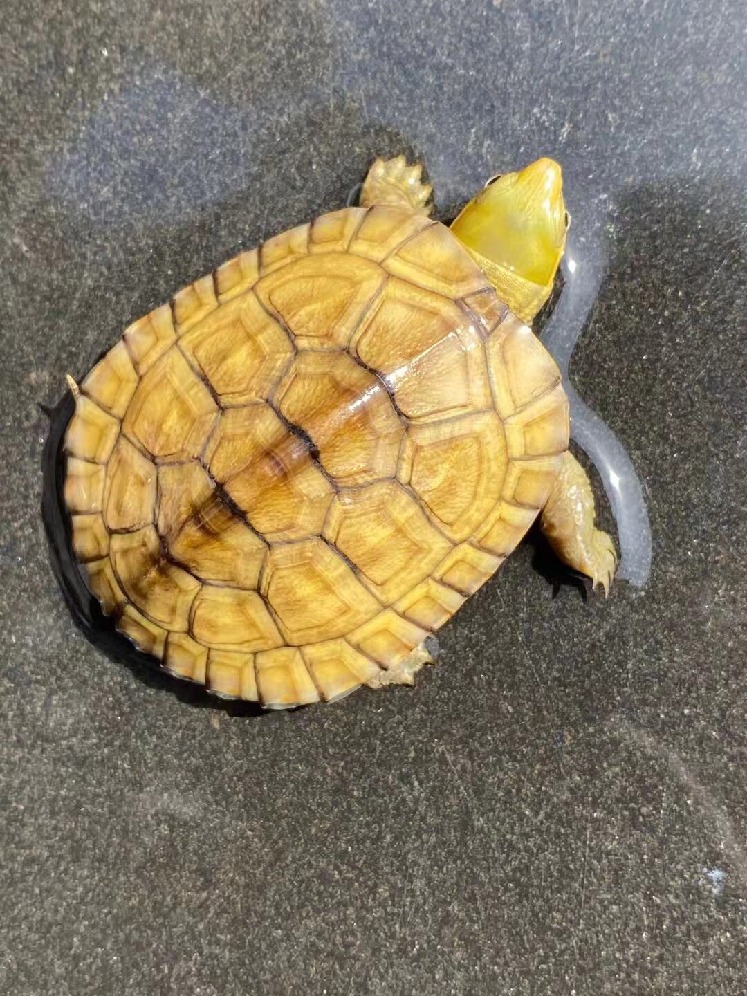 正宗黄金观赏龟招财金龟三黄小青龟黄喉水乌龟小宠物金钱龟头乌龟