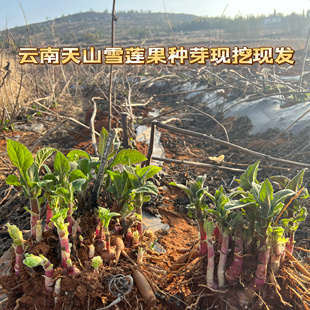 云南天山雪莲果种子黄心红心雪莲果水果蔬菜特级低糖种苗当季直发