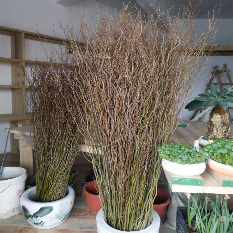新鲜枝龙柳水培发芽鲜花居家摆放枝条装饰柳枝鸟巢造型心形手捧花