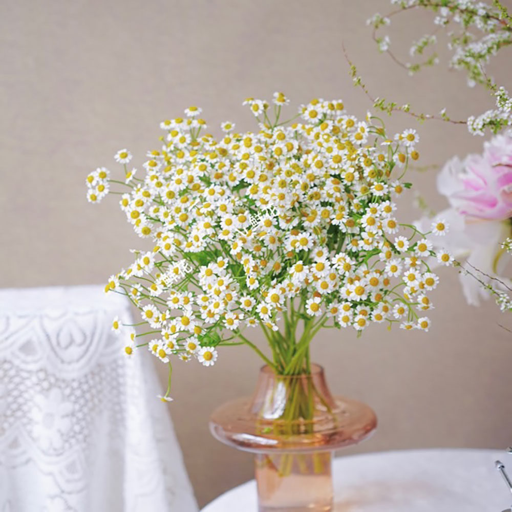 清新文艺小花娇嫩玲珑随便一束就出片洋甘菊鲜花插花水养网红拍照