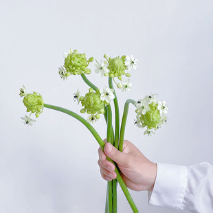 包邮 天鹅绒鲜花直发云南花瓶插花水养节日送花任意两束顺丰空运