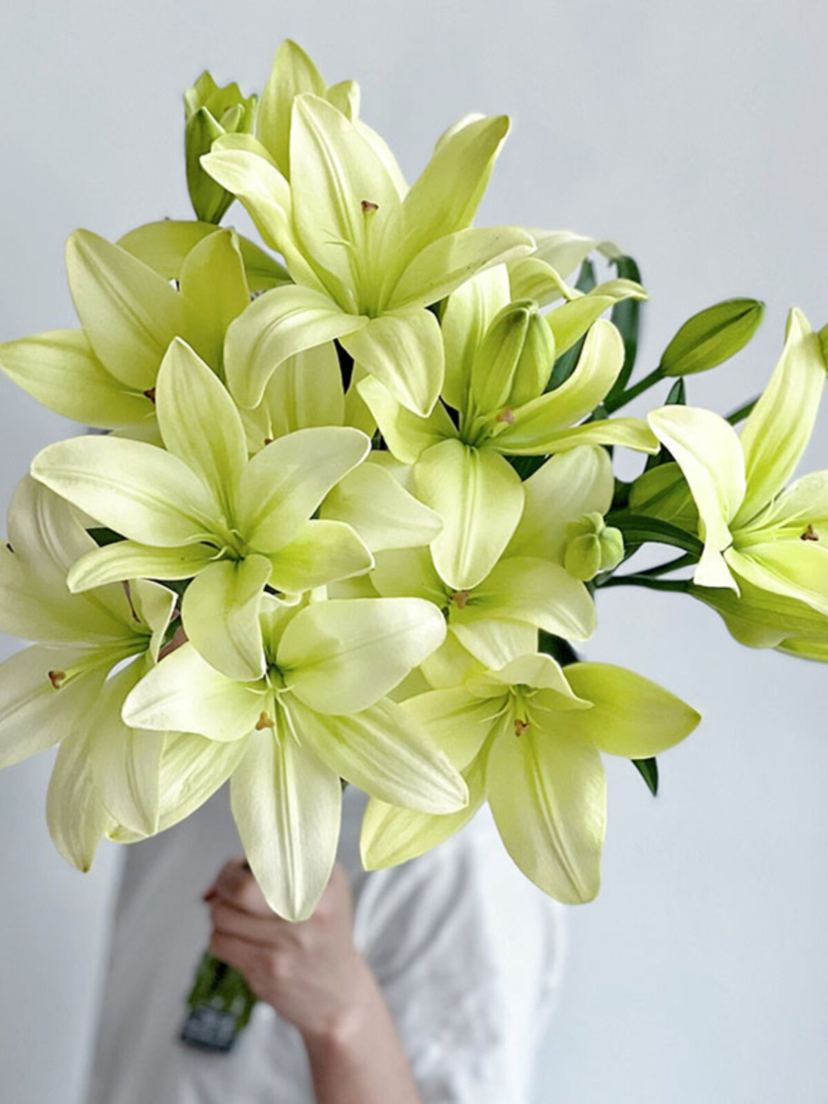 无香味淡雅高级黄绿色aa童年亚百合鲜花插花水养云南直发花瓣厚实