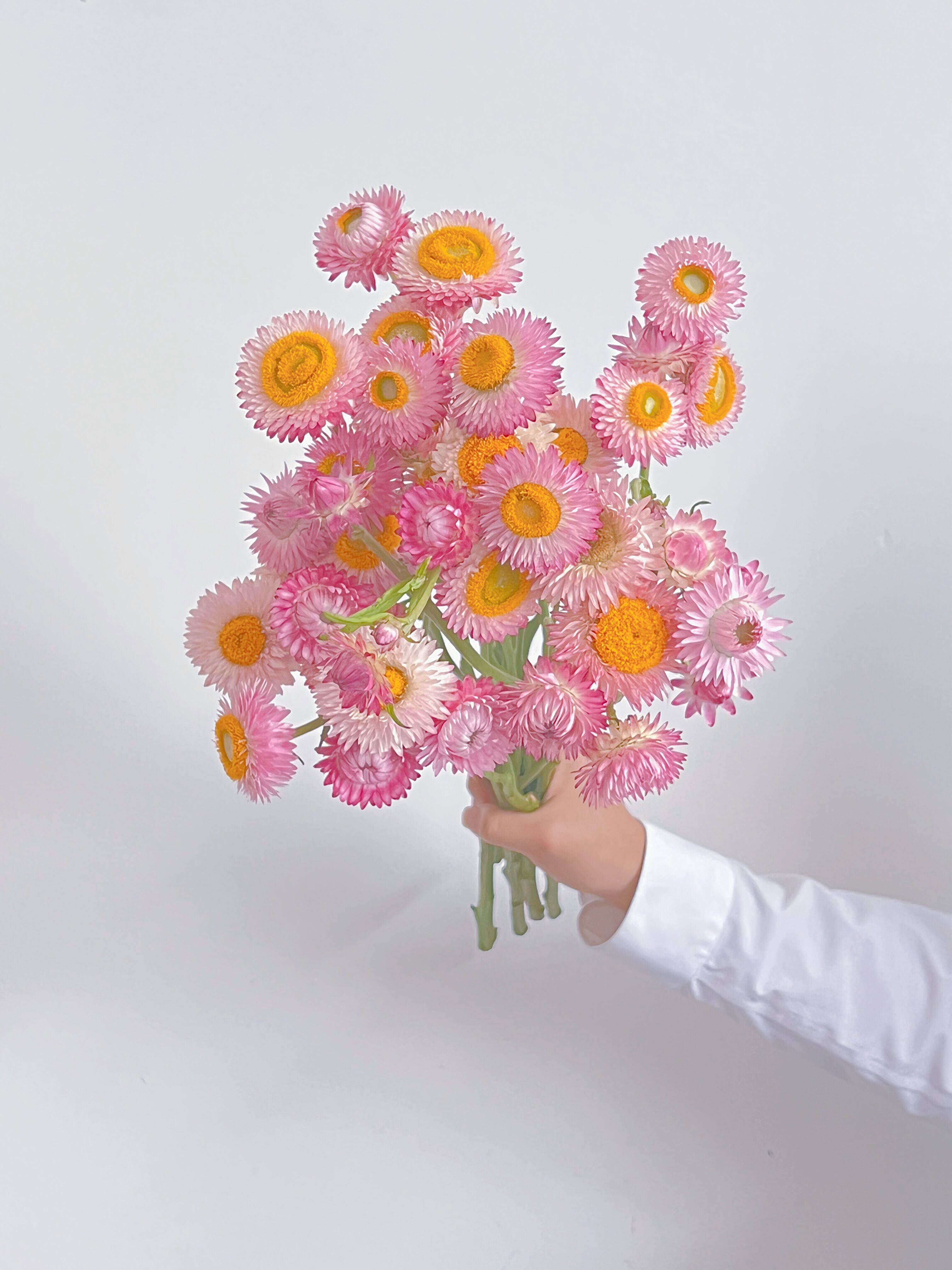 天选可做干花之粉色麦秆菊鲜花云南直发空运花瓶插花水养节日送花