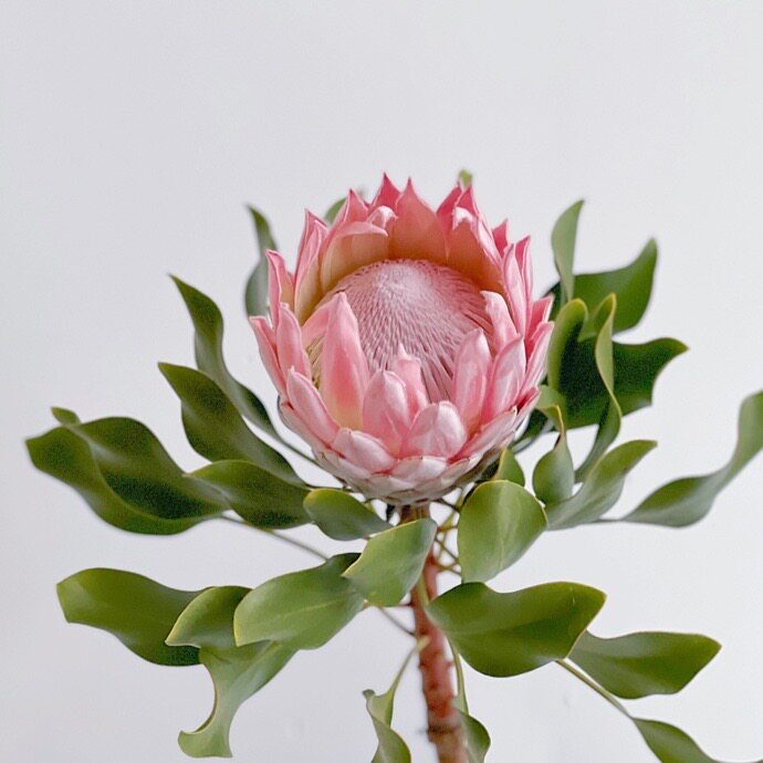 进口粉色海棠花鲜花水养插花送花