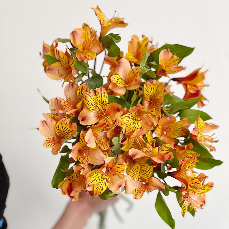 活力满满进口橙色水仙百合鲜花六出花插花水养云南直发节日送花