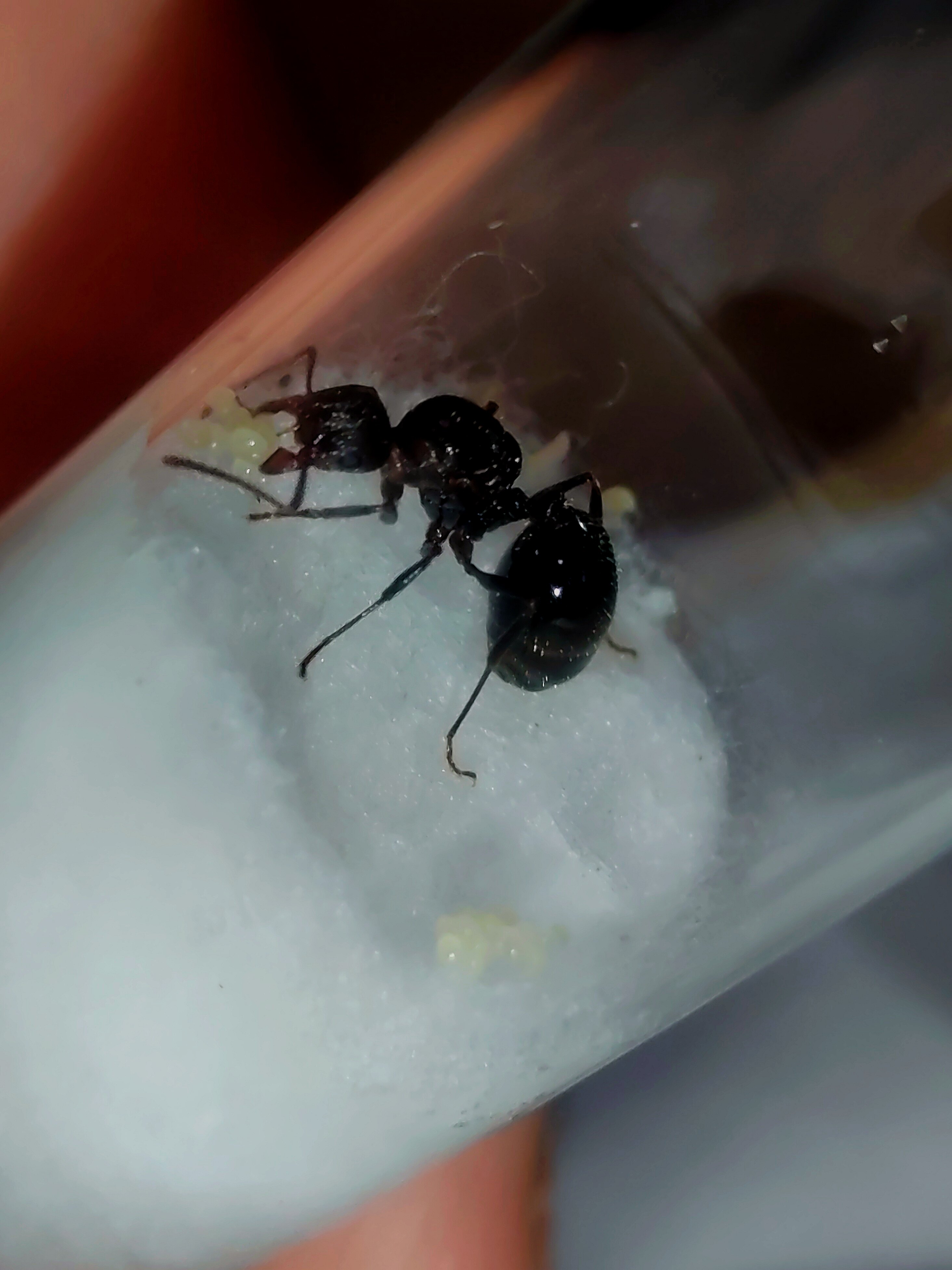 Домашние муравьи*Род панцирных /Темные панцирные муравьи (Aphaenogaster caeciliae), преподающие научно-популярную литературу Изображение 1