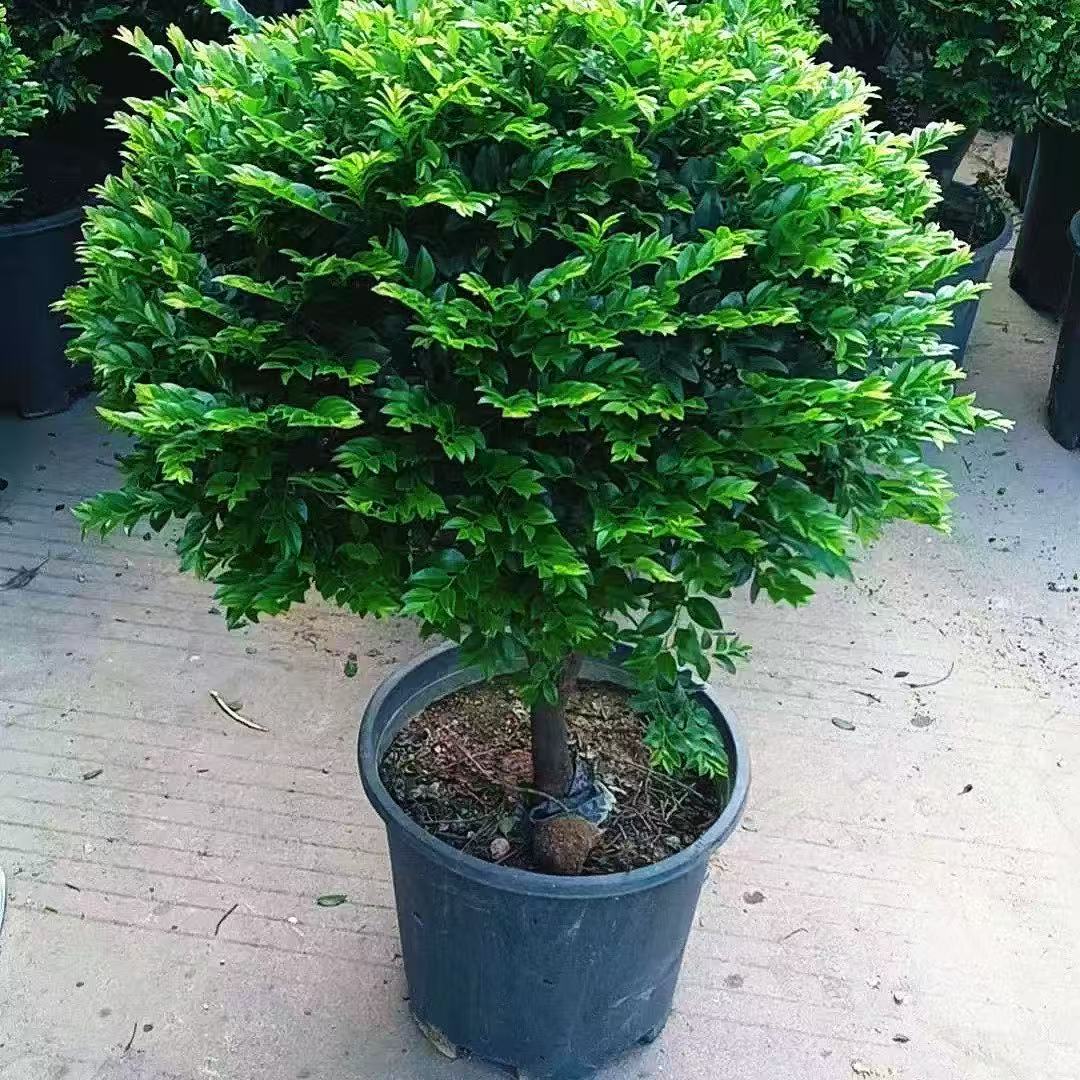 老桩小叶紫檀盆景盆栽丛林独桩