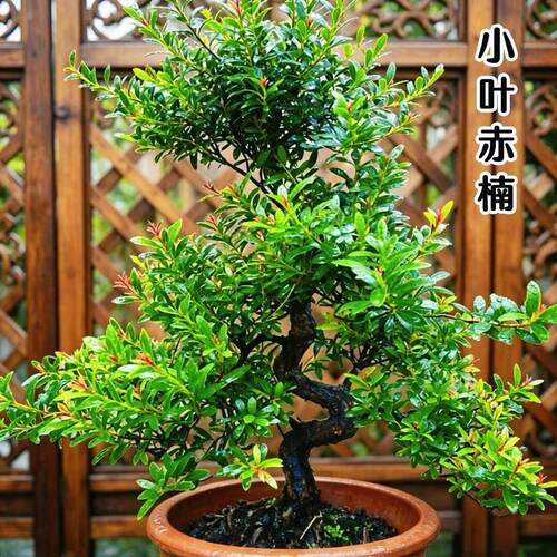 小叶赤楠盆景S造型树老桩红芽