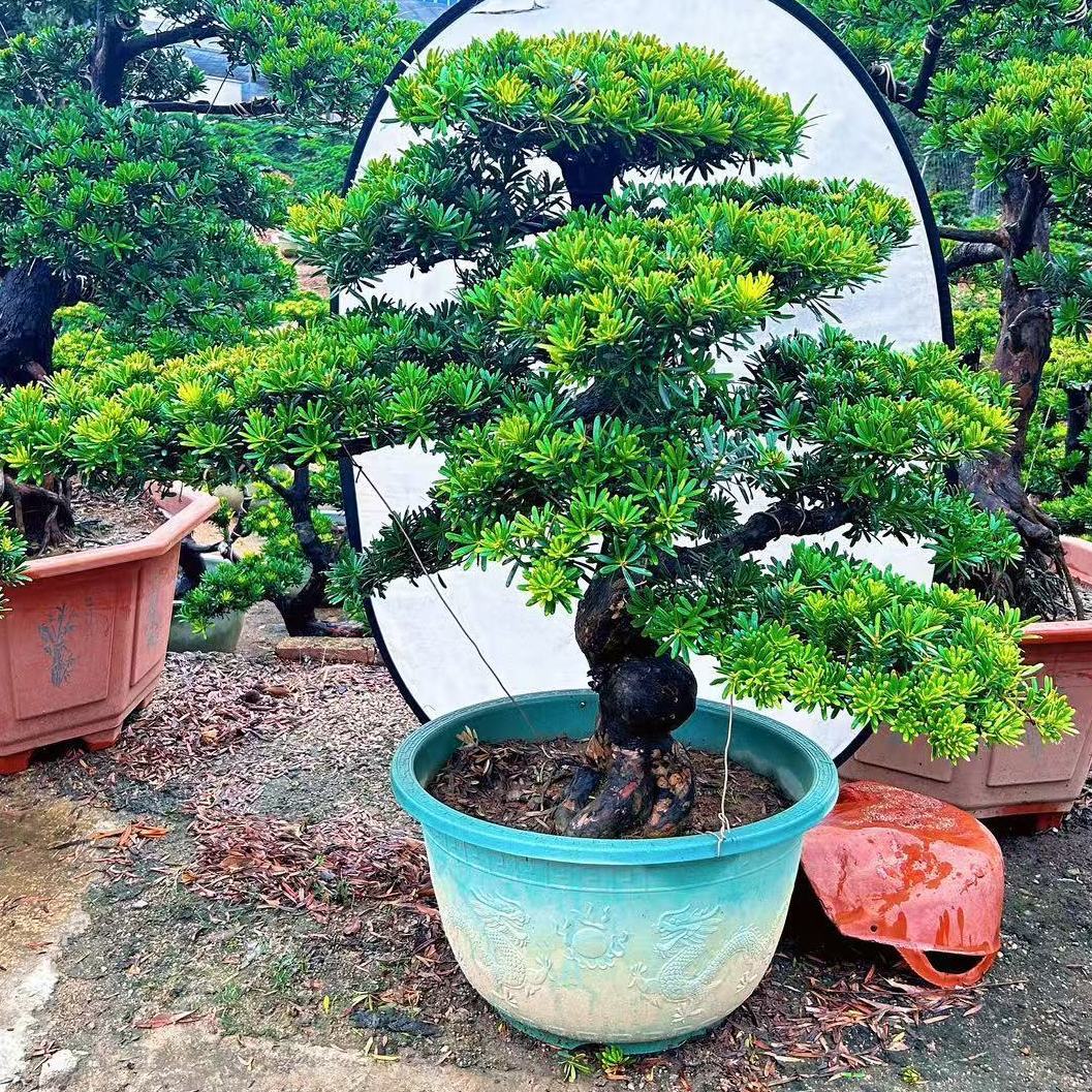 罗汉松老桩大型盆景造型树迎客松