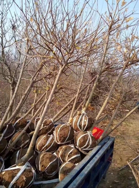 腊梅树原生高杆黄色冬季香气耐寒庭院地栽素心虎蹄檀香鄢陵土球
