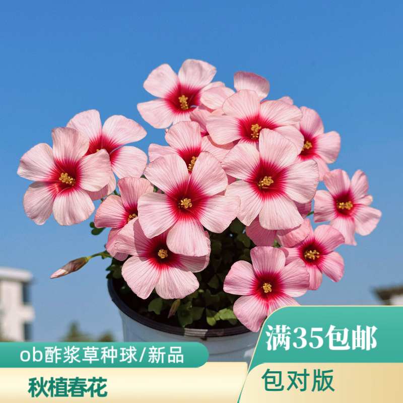 上上花田 酢浆草种球【ob新品合集】夜莺喜阳秋植春花秋天种植