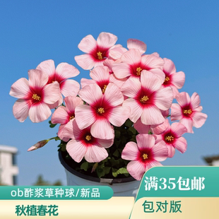 上上花田 酢浆草种球【ob新品合集】夜莺喜阳秋植春花秋天种植