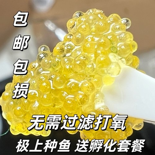 观背青鳉鱼鱼卵150颗保底12品种色青鳉受精鱼卵广温好养活观赏鱼